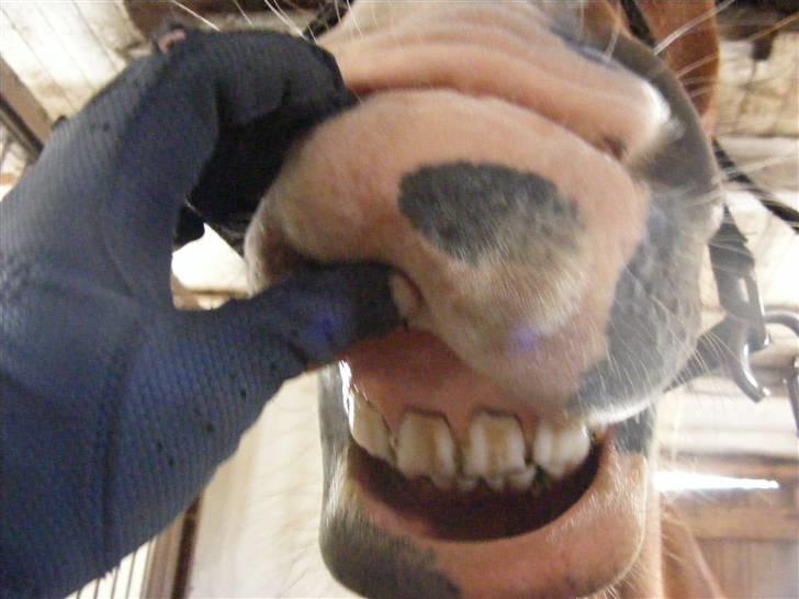 Mine meget underlige billeder, når min hest sover xD Foldbilleder af Moonie  billede 19