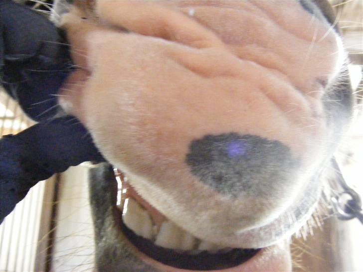 Mine meget underlige billeder, når min hest sover xD Foldbilleder af Moonie  billede 20