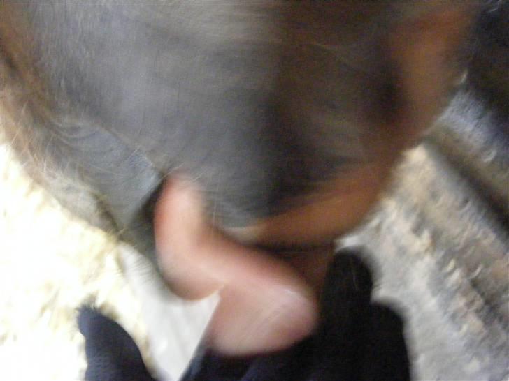 Mine meget underlige billeder, når min hest sover xD Foldbilleder af Moonie  billede 21