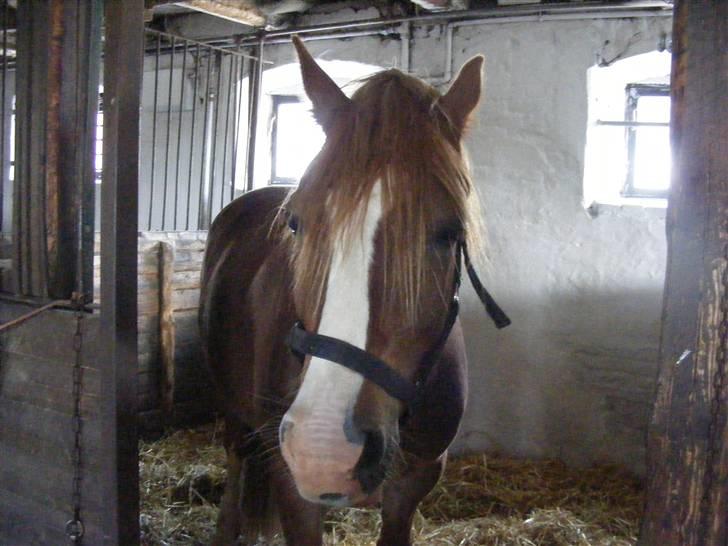 Mine meget underlige billeder, når min hest sover xD Foldbilleder af Moonie  billede 22