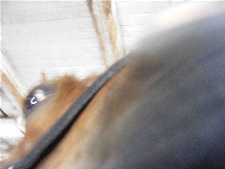 Mine meget underlige billeder, når min hest sover xD Foldbilleder af Moonie  billede 23