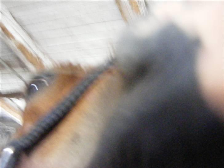 Mine meget underlige billeder, når min hest sover xD Foldbilleder af Moonie  billede 24