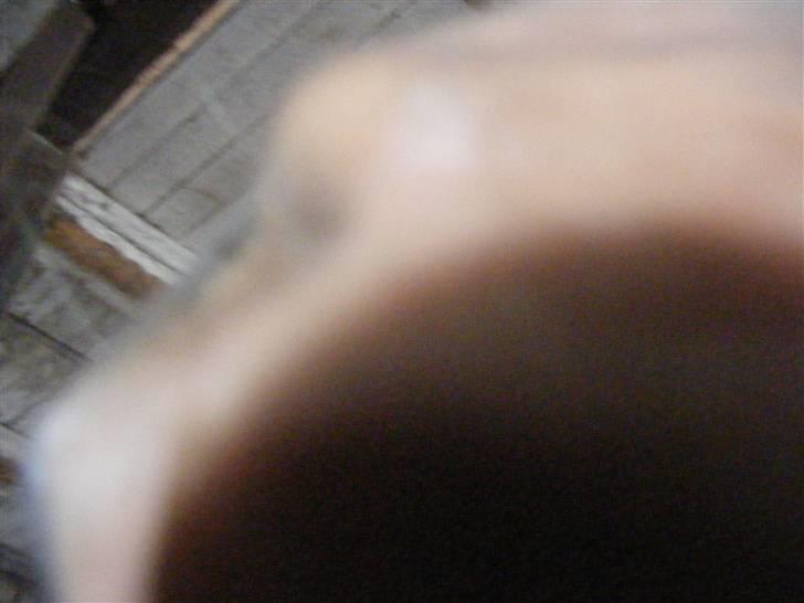 Mine meget underlige billeder, når min hest sover xD Foldbilleder af Moonie  billede 25