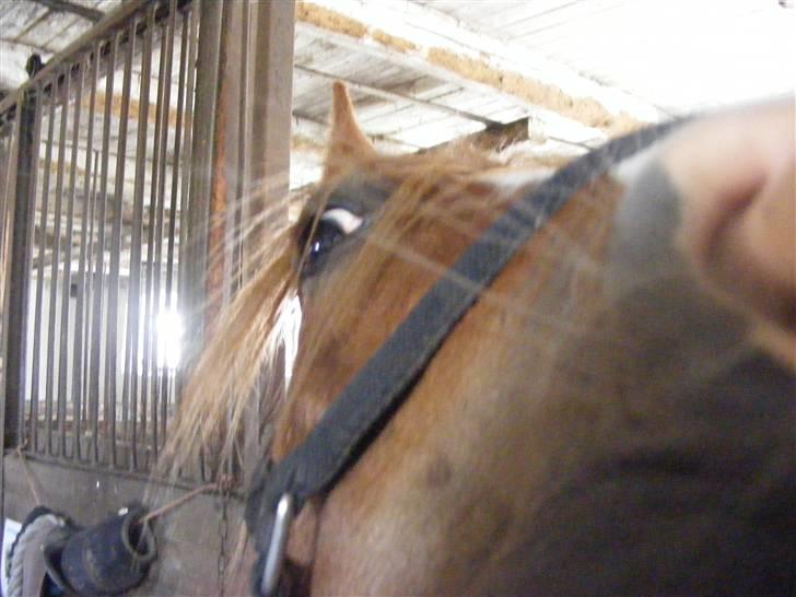 Mine meget underlige billeder, når min hest sover xD Foldbilleder af Moonie  billede 26