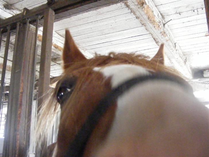 Mine meget underlige billeder, når min hest sover xD Foldbilleder af Moonie  billede 27