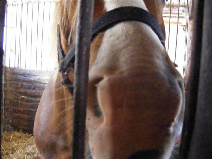 Mine meget underlige billeder, når min hest sover xD Foldbilleder af Moonie  billede 28