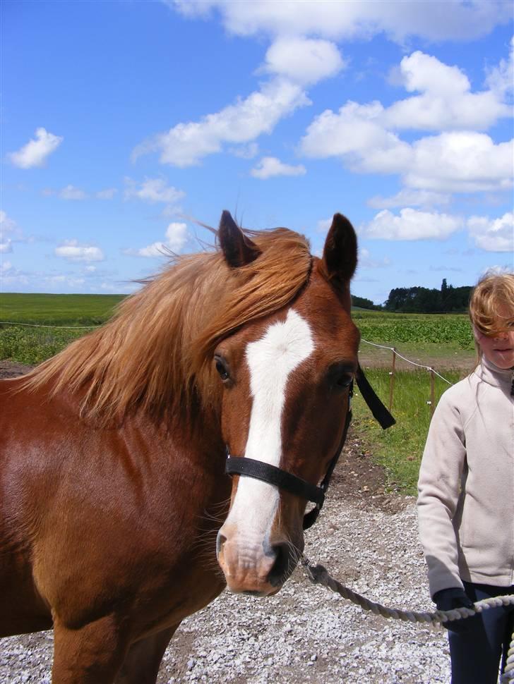 Mine meget underlige billeder, når min hest sover xD Foldbilleder af Moonie  billede 29