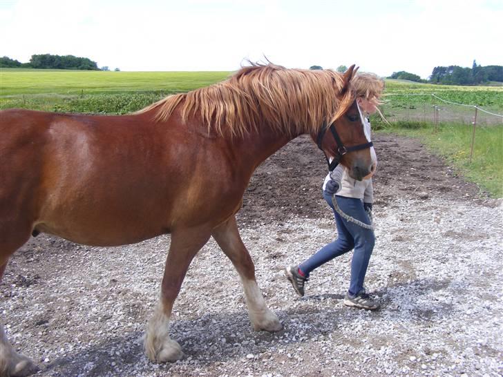 Mine meget underlige billeder, når min hest sover xD Foldbilleder af Moonie  billede 30