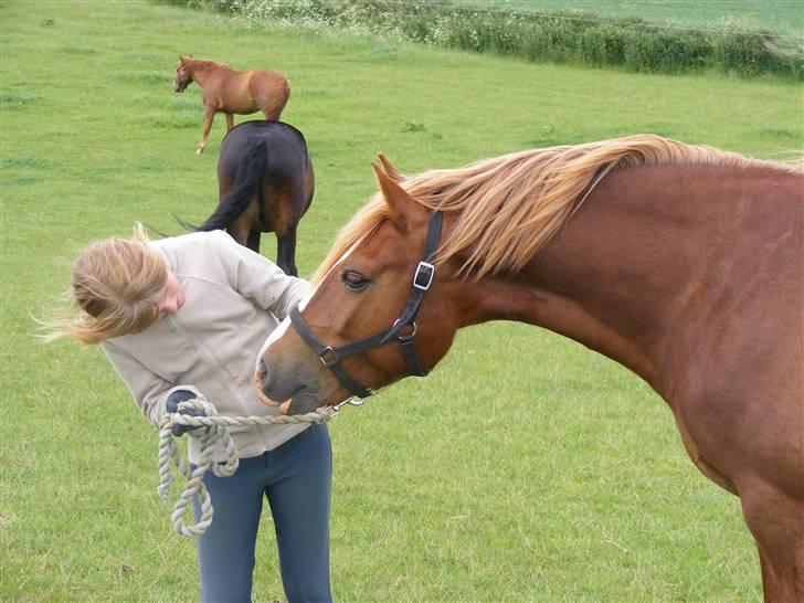 Mine meget underlige billeder, når min hest sover xD Foldbilleder af Moonie  billede 33