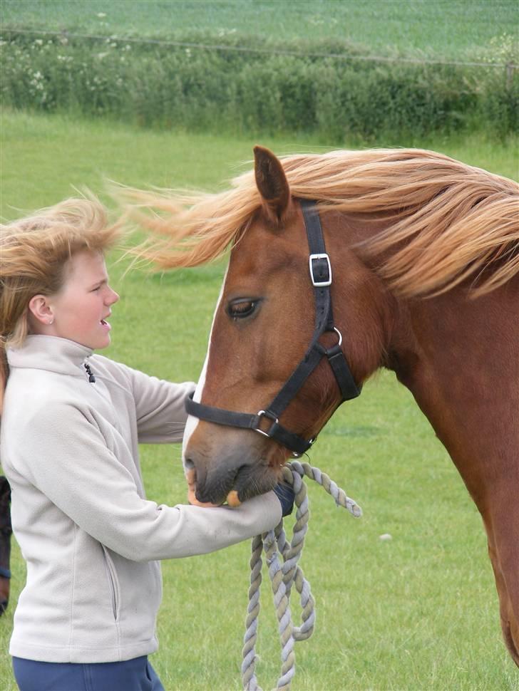 Mine meget underlige billeder, når min hest sover xD Foldbilleder af Moonie  billede 34