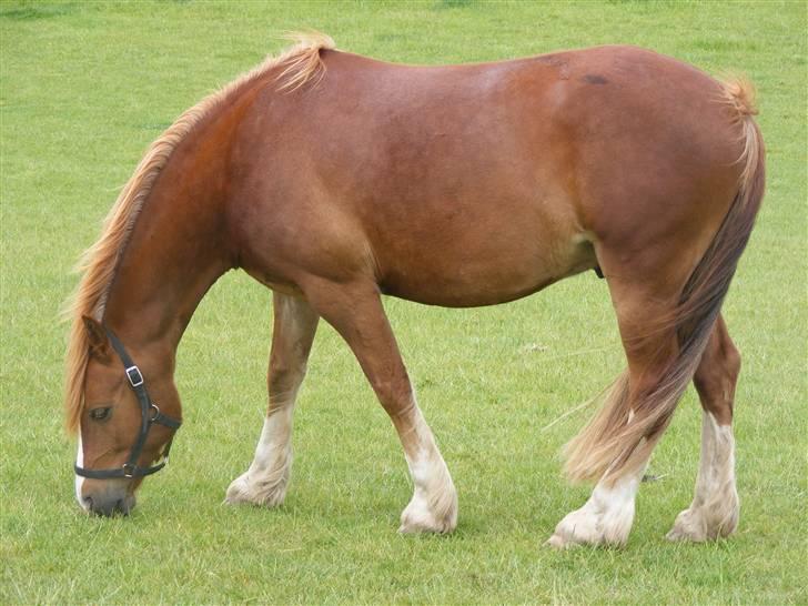 Mine meget underlige billeder, når min hest sover xD Foldbilleder af Moonie  billede 35