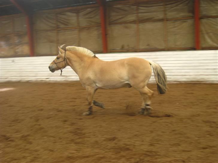 Gris der løsspringes :) billede 1