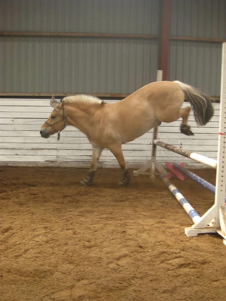 Gris der løsspringes :) billede 2