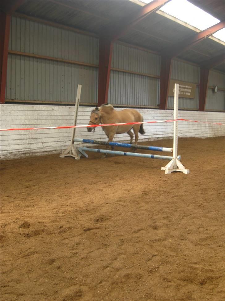 Gris der løsspringes :) billede 3