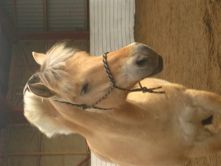 Gris der løsspringes :) billede 4