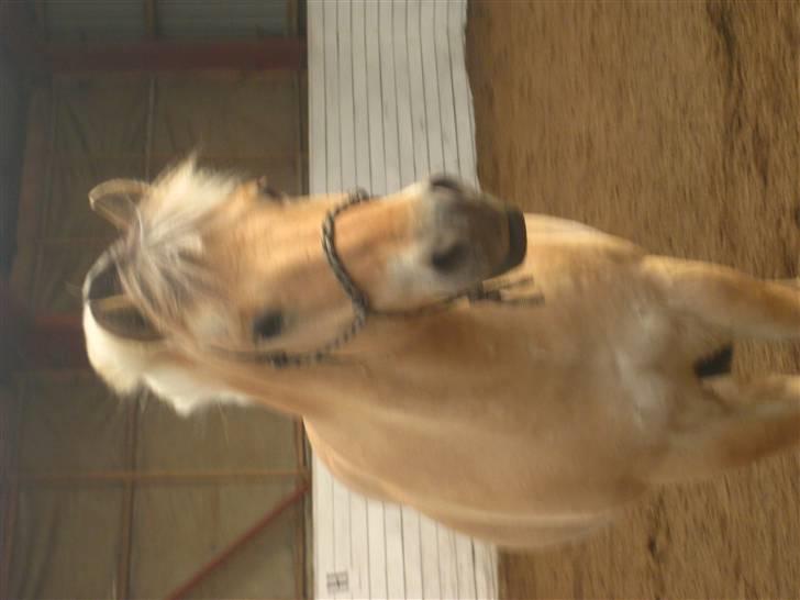 Gris der løsspringes :) billede 5