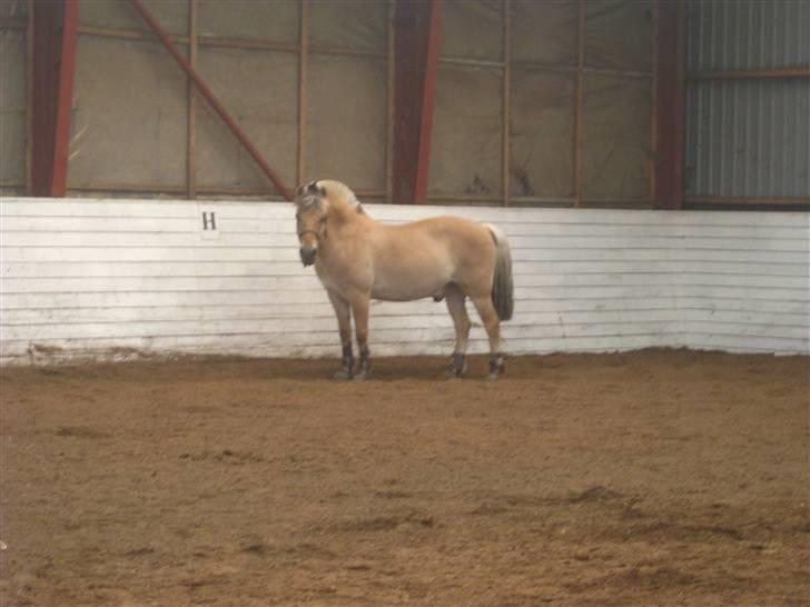 Gris der løsspringes :) billede 6