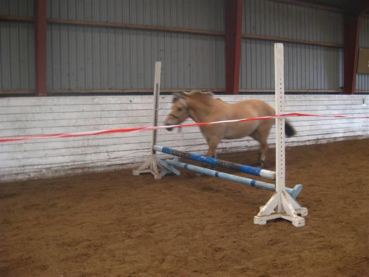 Gris der løsspringes :) billede 7