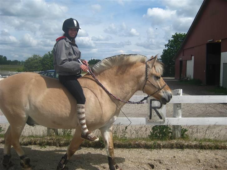 Gris der løsspringes :) billede 8