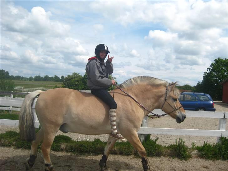 Gris der løsspringes :) billede 9