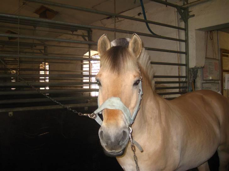 Gris der løsspringes :) billede 10