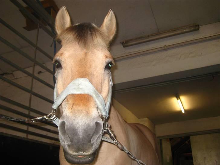 Gris der løsspringes :) billede 11