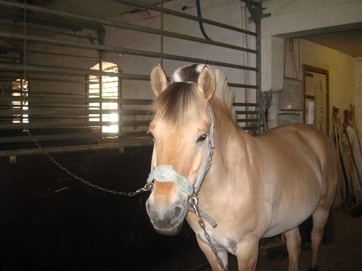 Gris der løsspringes :) billede 12