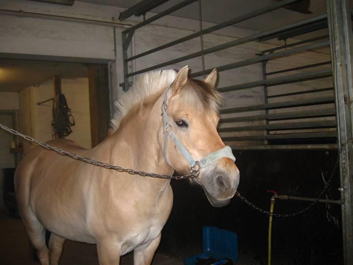 Gris der løsspringes :) billede 13