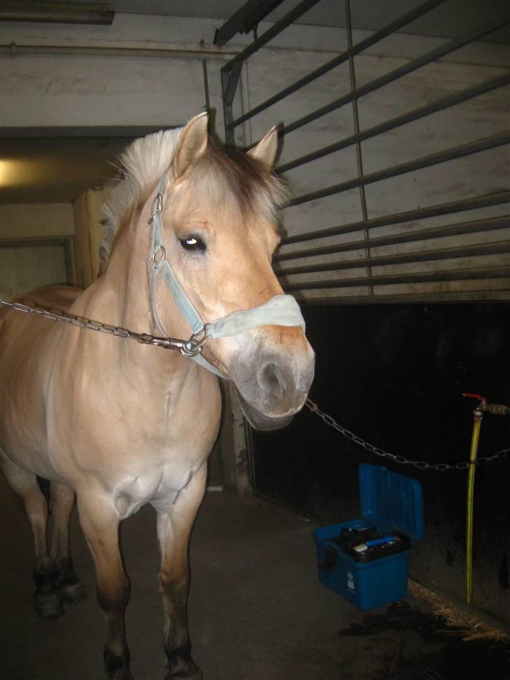 Gris der løsspringes :) billede 14