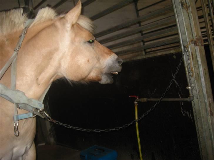 Gris der løsspringes :) billede 16