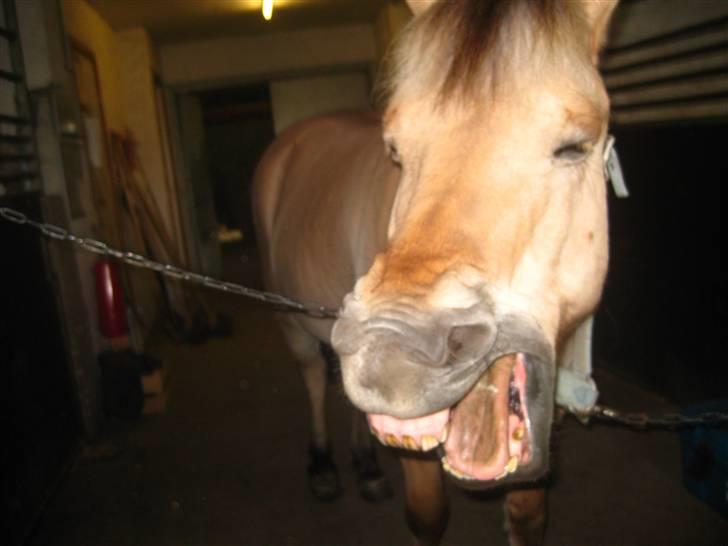 Gris der løsspringes :) billede 17