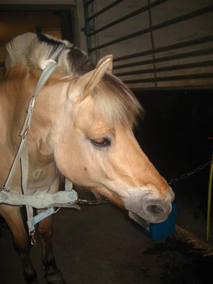 Gris der løsspringes :) billede 18