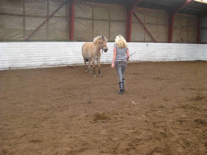 Gris der løsspringes :) billede 25