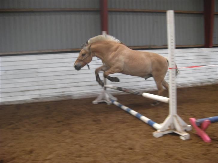 Gris der løsspringes :) billede 26