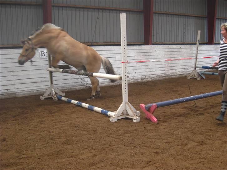 Gris der løsspringes :) billede 27