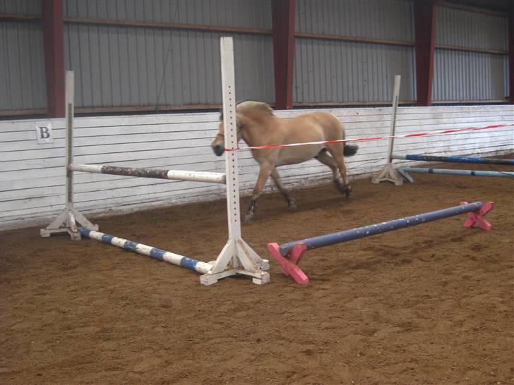 Gris der løsspringes :) billede 28