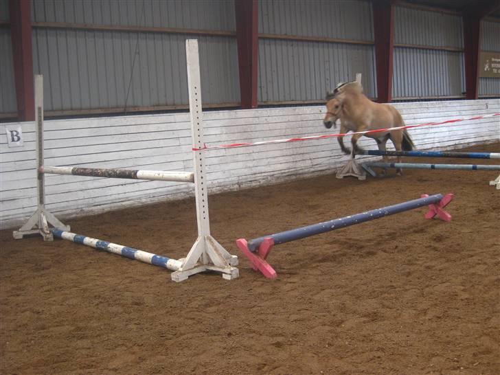 Gris der løsspringes :) billede 29