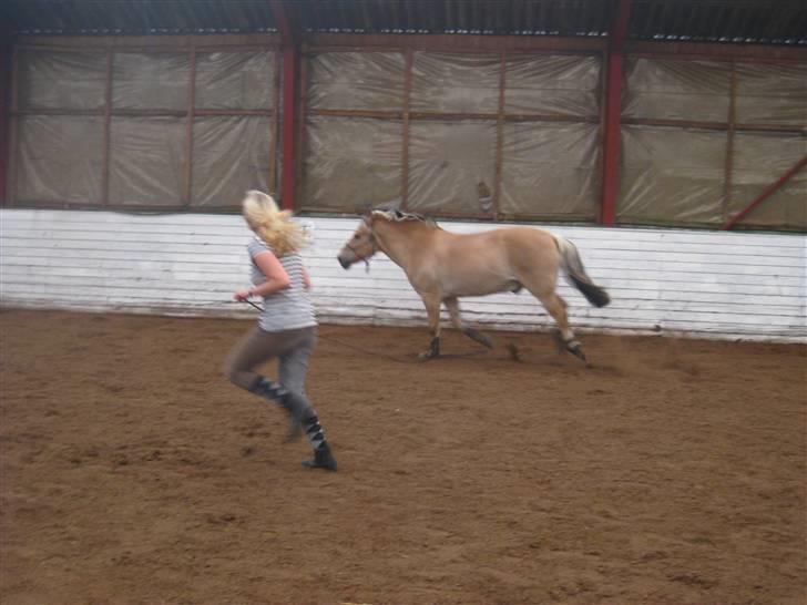 Gris der løsspringes :) billede 30