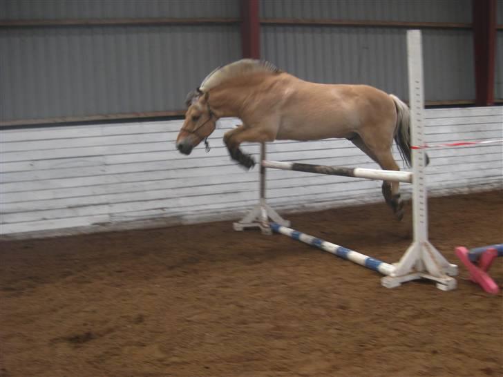 Gris der løsspringes :) billede 31