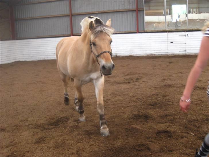 Gris der løsspringes :) billede 32