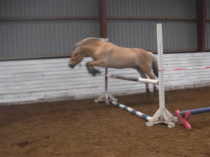 Gris der løsspringes :) billede 35