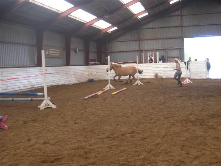 Gris der løsspringes :) billede 36