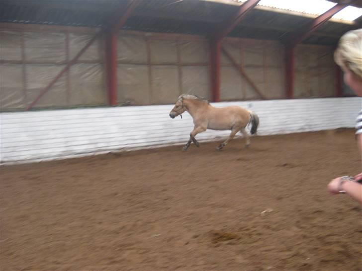 Gris der løsspringes :) billede 37