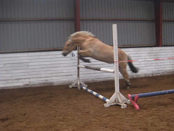 Gris der løsspringes :) billede 38