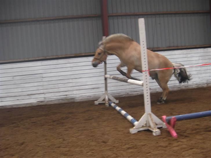 Gris der løsspringes :) billede 39