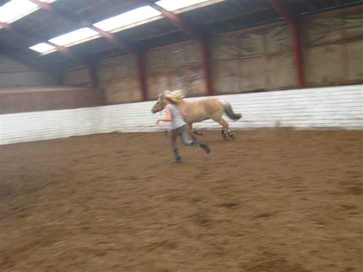 Gris der løsspringes :) billede 40