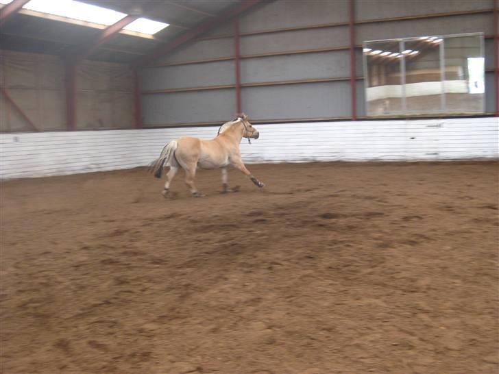 Gris der løsspringes :) billede 41