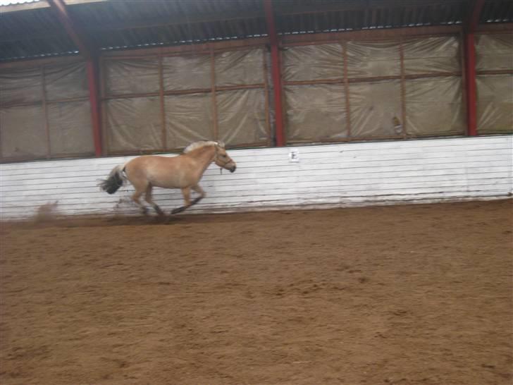 Gris der løsspringes :) billede 42