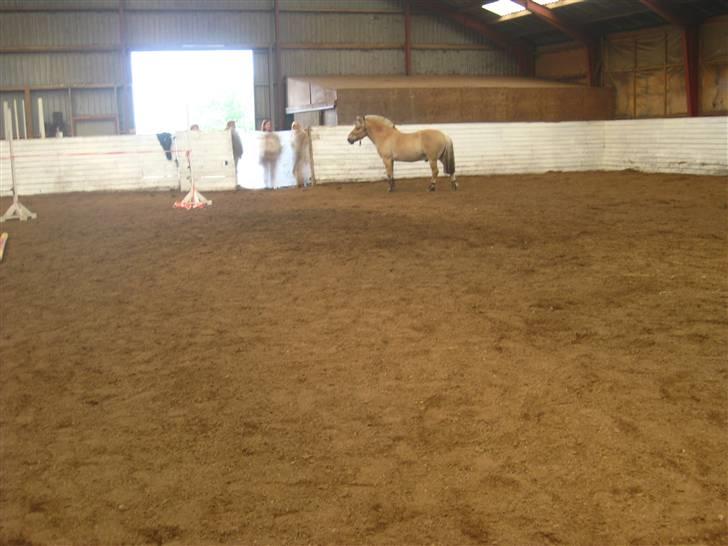 Gris der løsspringes :) billede 43