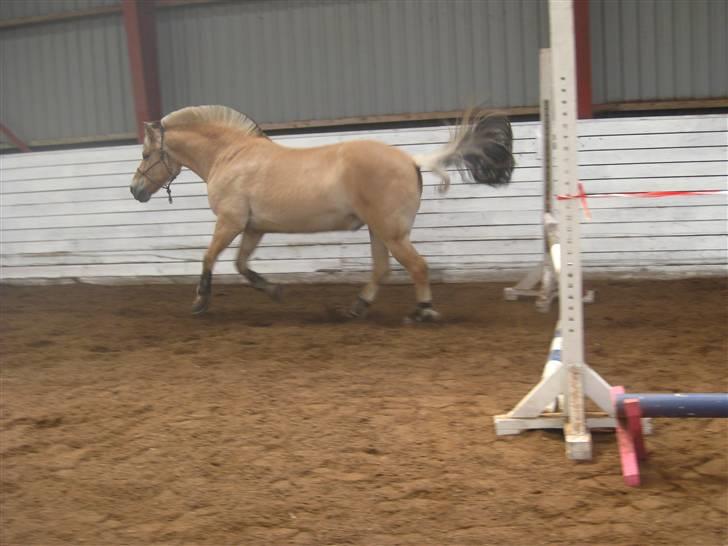 Gris der løsspringes :) billede 44